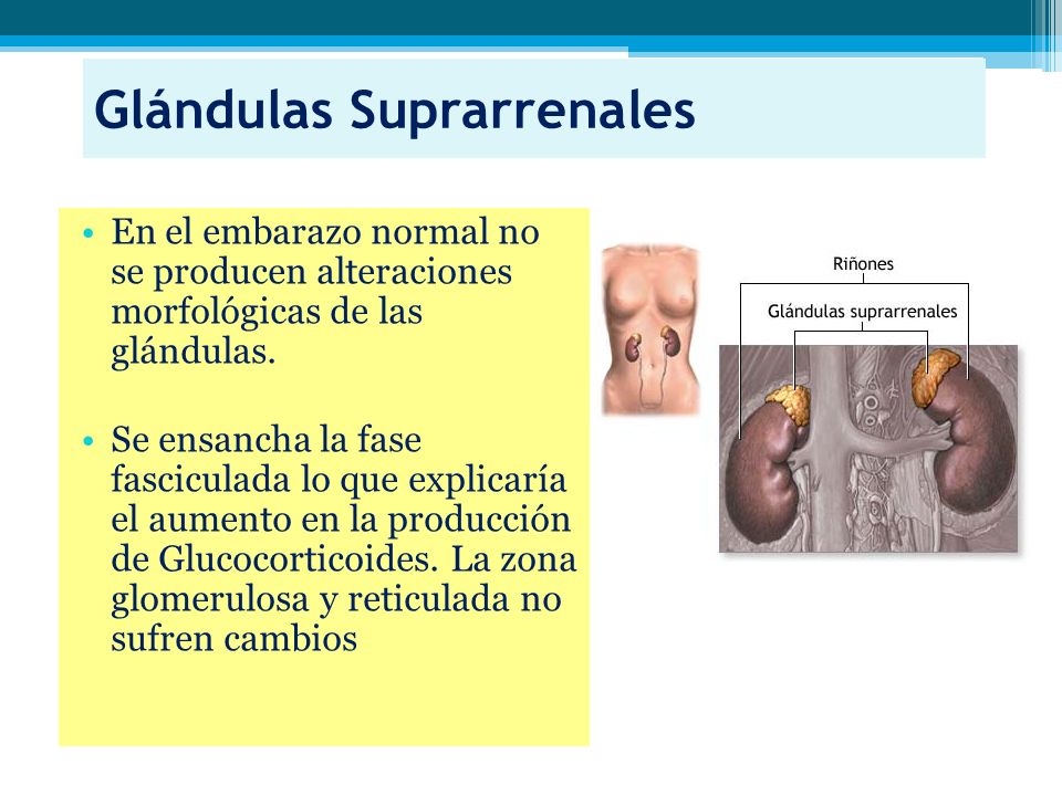 Glandula hipofisis en el embarazo